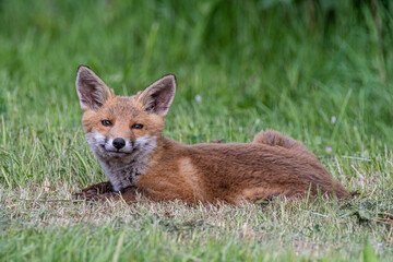 red fox cub