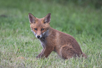 Obraz premium red fox in the grass