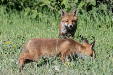red fox cub