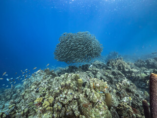 Seascape with Bait Ball, School of Fish in the coral reef of the Caribbean Sea, Curacao