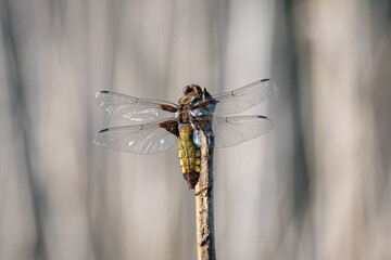 dragonfly on a branch