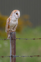 barn owl perched on a fence