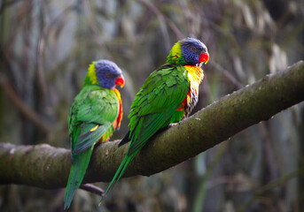 Two colourful parrots on a branch