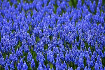 Fototapeta premium muscari plant grown on a large field