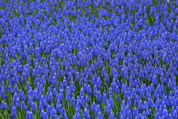 Obraz premium muscari plant grown on a large field