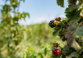 Blackberries grow in the garden. Ripe and unripe blackberries on a bush. food