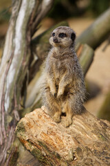 Meerkat on the lookout sitting on a branch