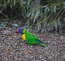 Rainbow lorikeet in the jungle