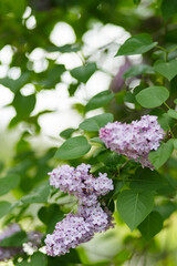 Spring flowering lilac. Blooming purple lilac flowers. Natural spring background