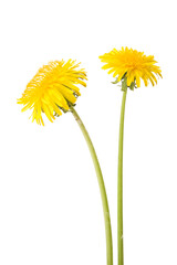 Dandelion (Taraxacum sp.) flowers isolated on white background.