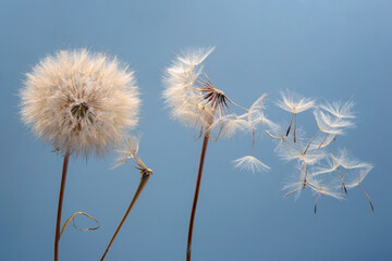 Fototapeta na wymiar Dandelion seeds flying next to a flower on a blue background. botany and the nature of flowers