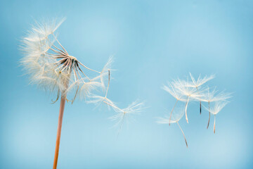 Naklejka premium Dandelion seeds flying next to a flower on a blue background. botany and the nature of flowers