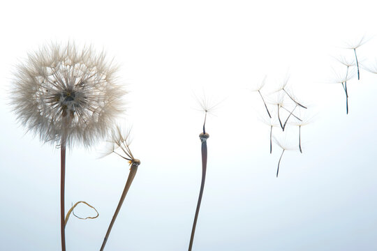 dandelion seeds fly from a flower on a light background. botany and bloom growth propagation. © photosaint