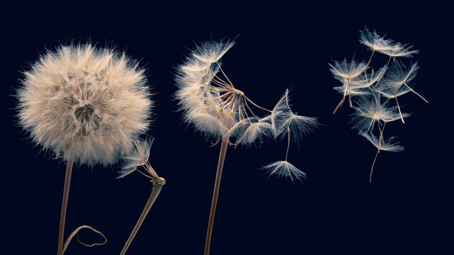 dandelion seeds fly from a flower on a dark background. botany and bloom growth propagation © photosaint