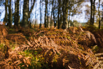 forest in autumn