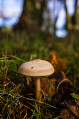 mushroom in the forest