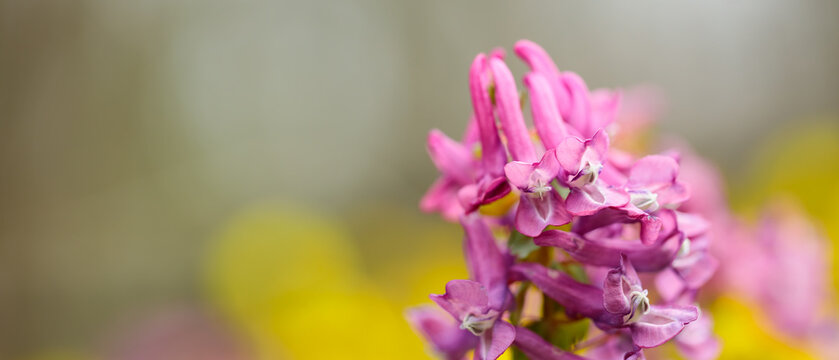 Purple corydalis flower on a blurred background. Corydalis solida in the wild field. Copy space