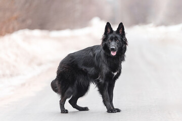Black shepherd dog runs beautifully along the road