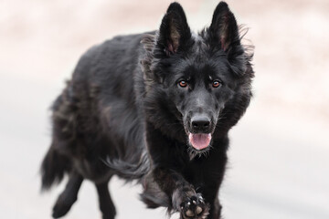 Black shepherd dog runs beautifully along the road