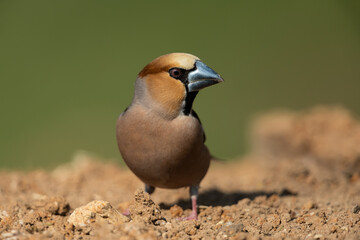 Hawfinch looking for food on the ground