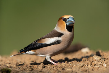 Hawfinch looking for food on the ground