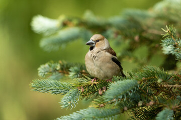 Hawfinch sitting on a branch