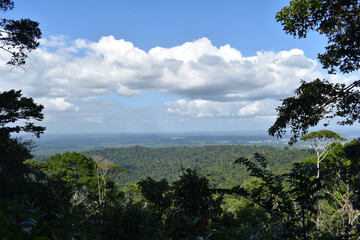 Scenic view of a green forest under cloudy blue sky near the Suriname River