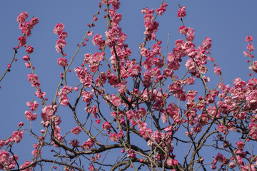 あおぞらと紅梅の風景