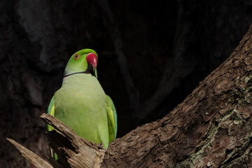 ワカケホンセイインコがいる東京港区南青山2丁目の青山霊園の風景