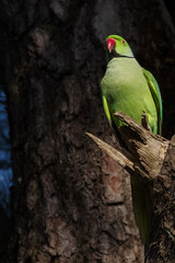 ワカケホンセイインコがいる東京港区南青山2丁目の青山霊園の風景