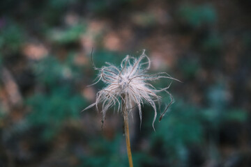 Close up of unusual faded withering pasque flower in dark forest. Pulsatilla