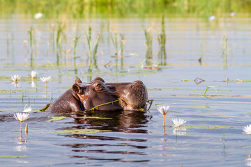 Flußpferd