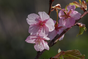 河津桜が咲いている3月の東京の街