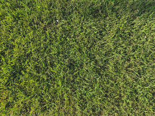 green grass background