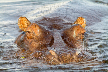 Fototapeta premium Flußpferd
