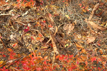 公園の枯木のドウダンツツジに散った枯れ葉風景