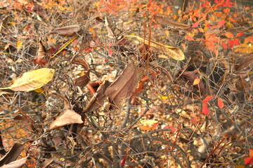 公園の枯木のドウダンツツジに散った枯れ葉風景