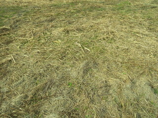 冬の枯れ野風景