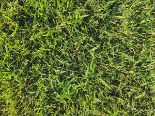 green grass background