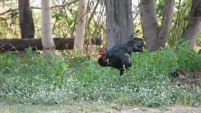 Chickens are rummaging for food.