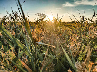 wheat field at sunset