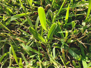green grass in the garden