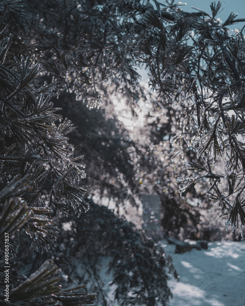 Poster vertical shot of trees in a forest covered in frost on a blurred background