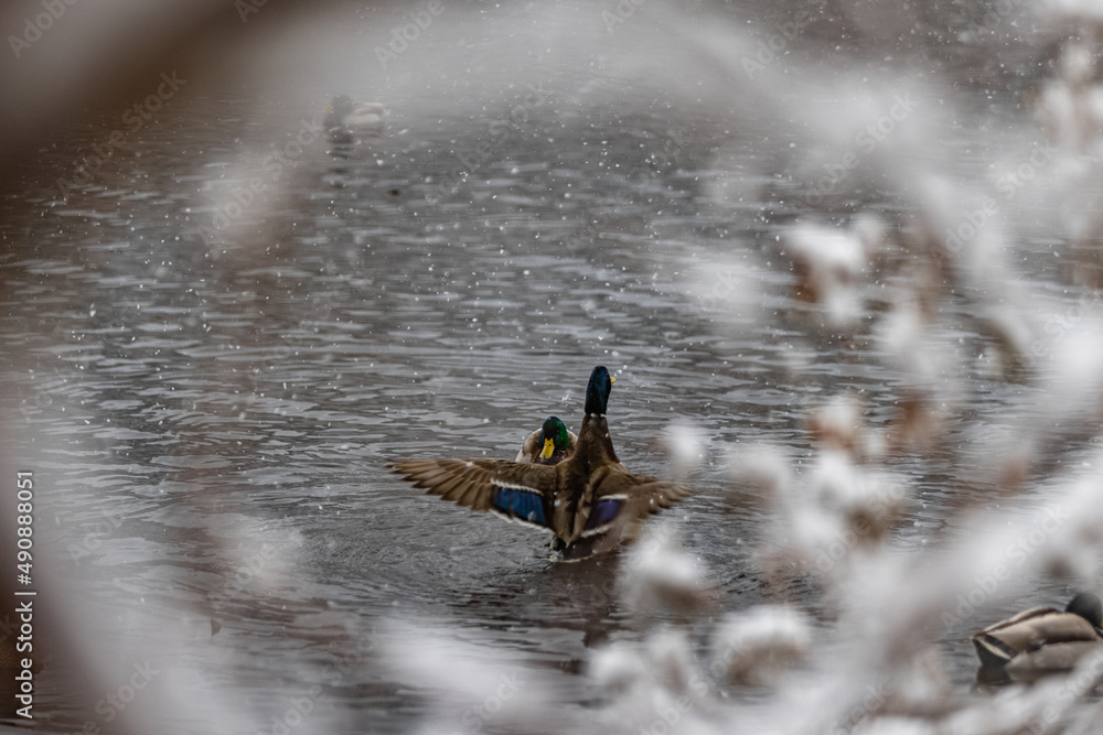 Poster view of two ducks through the branches of trees floating on a lake in a winter forest