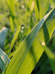 water drops on the grass