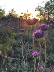 flowers in a field