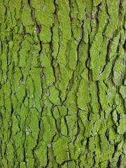 texture verte