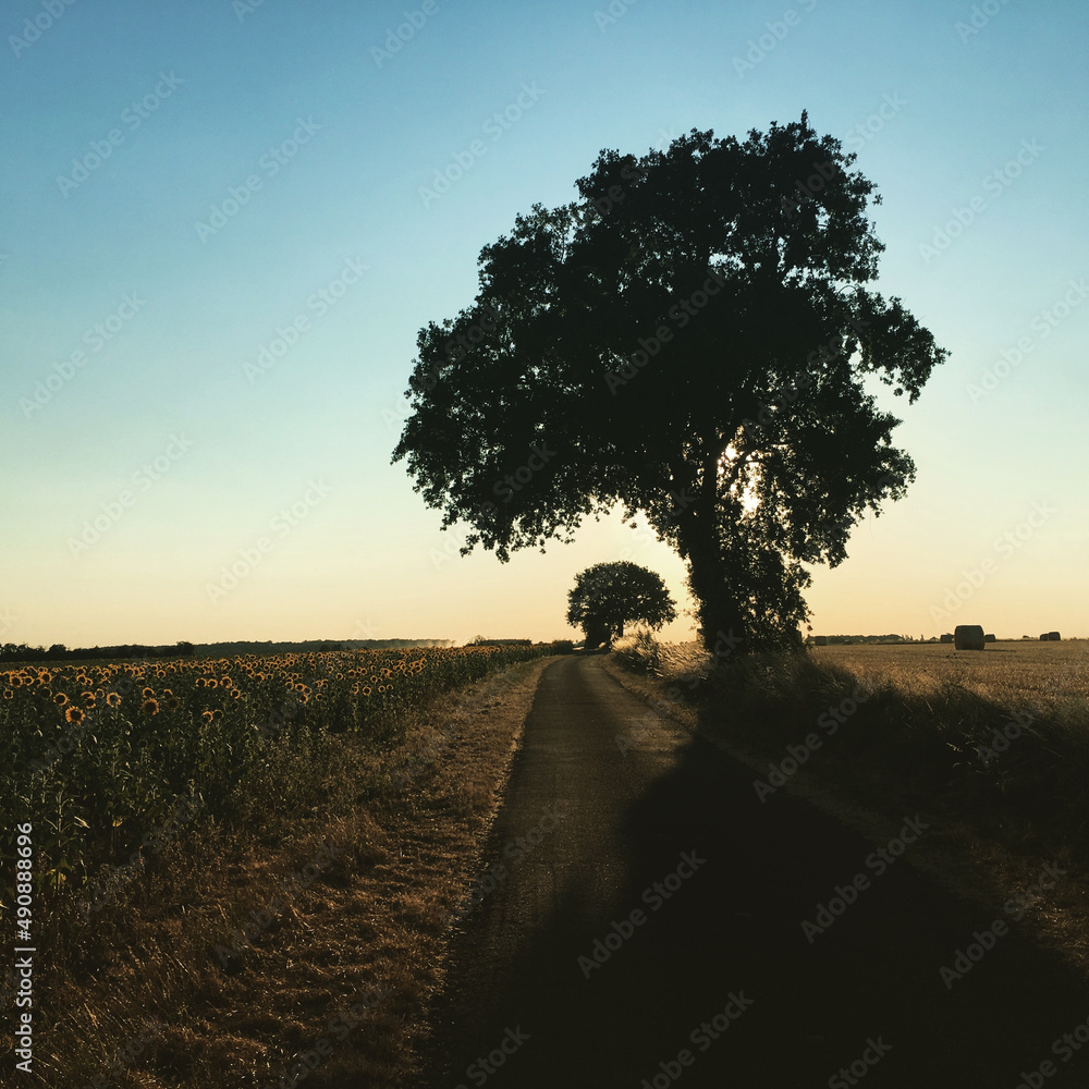 Poster scenic view of a road through the fields with trees under the sunlight