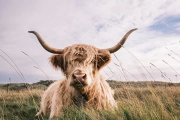 Peel and stick wall murals Highland Cow scottish highland cow