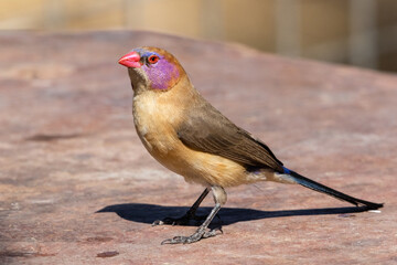 Close-up of one violet-eared waxbill on the ground